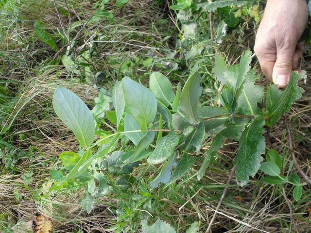 da confermare - Lonicera sp.
